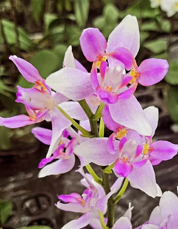 Pastel Lila Yıldız Form Phalaenopsis – Zarif Seri