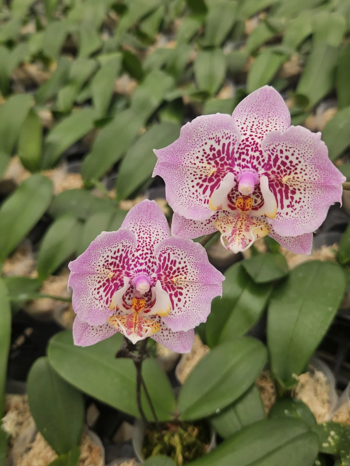 Pembe Bordo Benekli Premium Phalaenopsis – Büyük Çiçekli