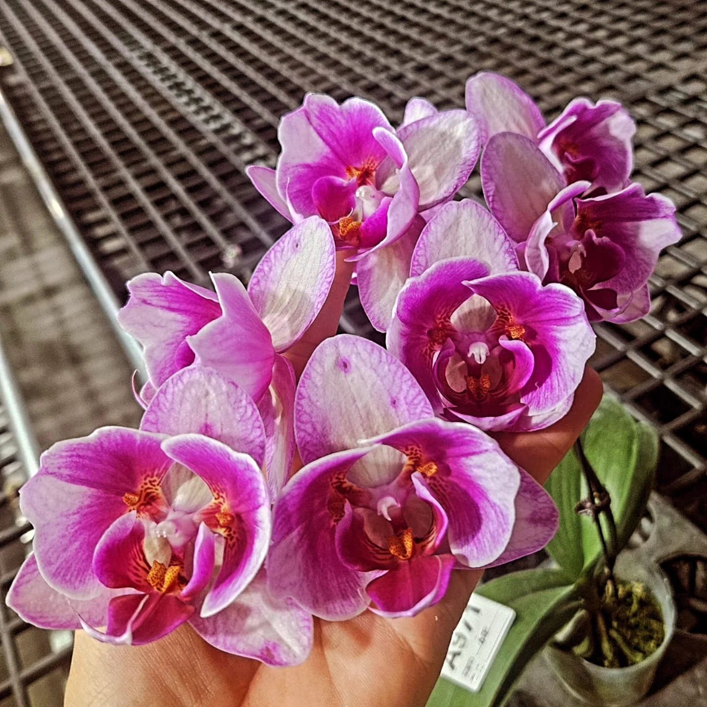 Pembe Fuşya Pelorik Görünümlü Phalaenopsis – Özel Form