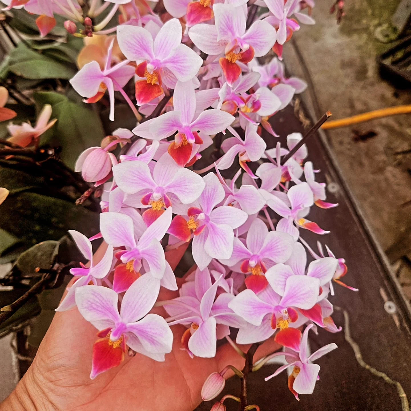 Pembe Mini Multiflora Phalaenopsis – Şelale Form