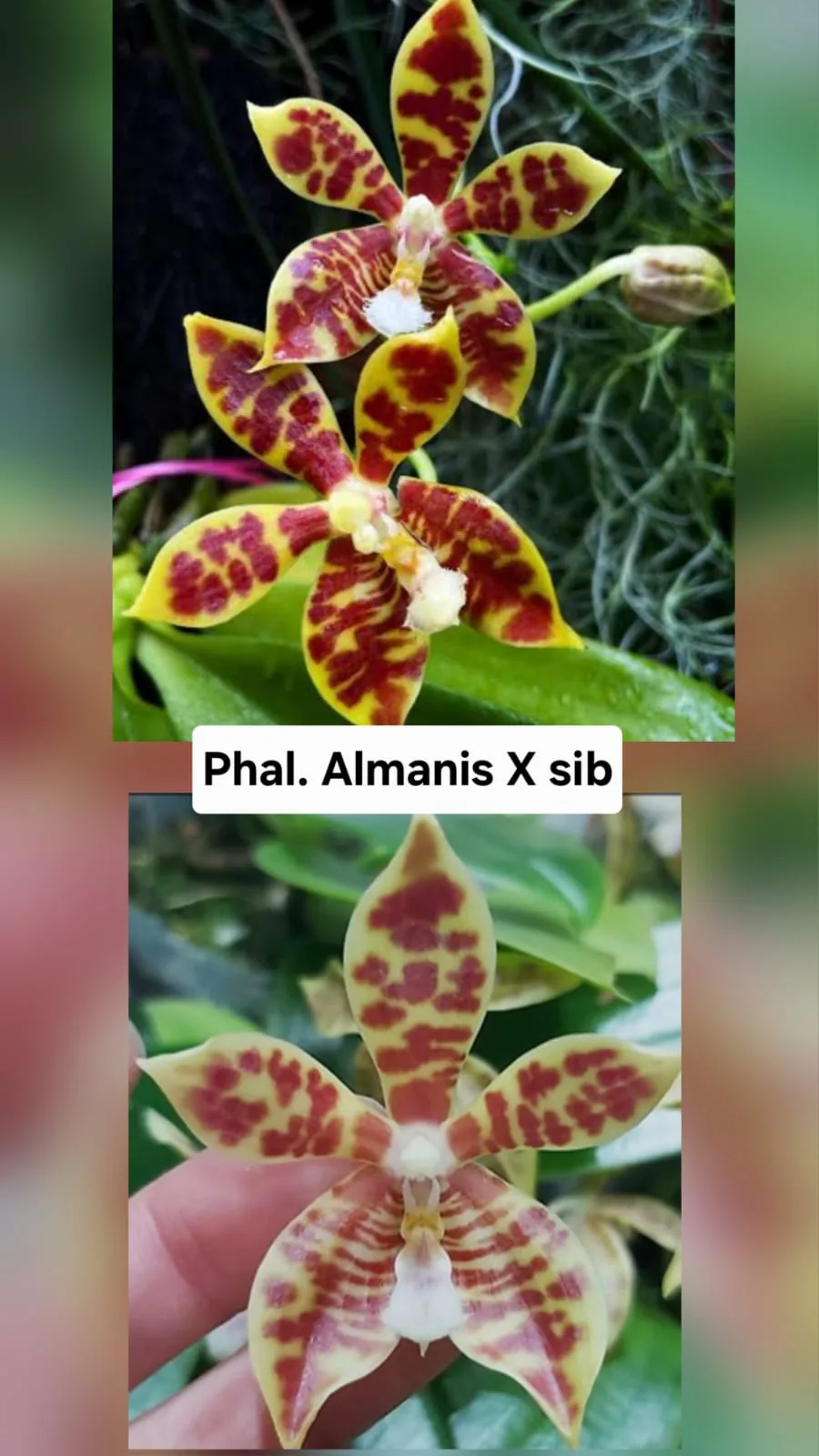 Phal. Almanis X Sib