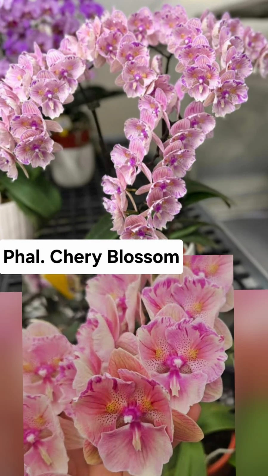Phal. Chery Blossom