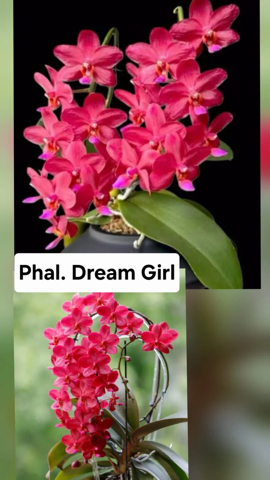 Phal. Dream Girl