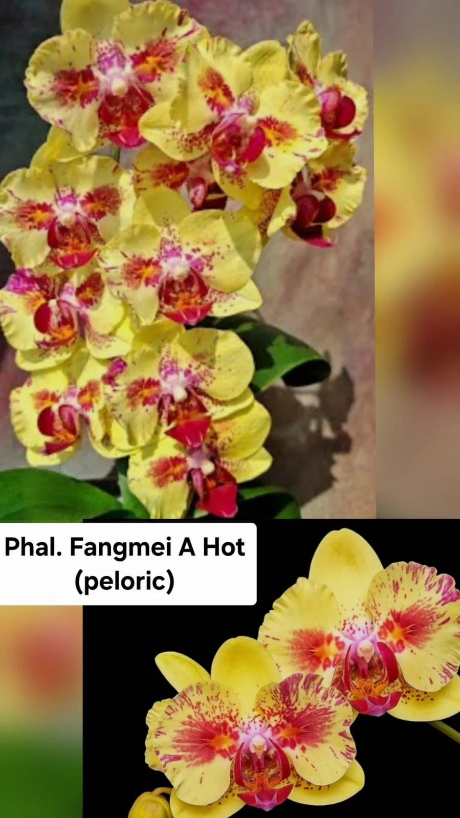 Phal. Fangmei A Hot (Peloric)