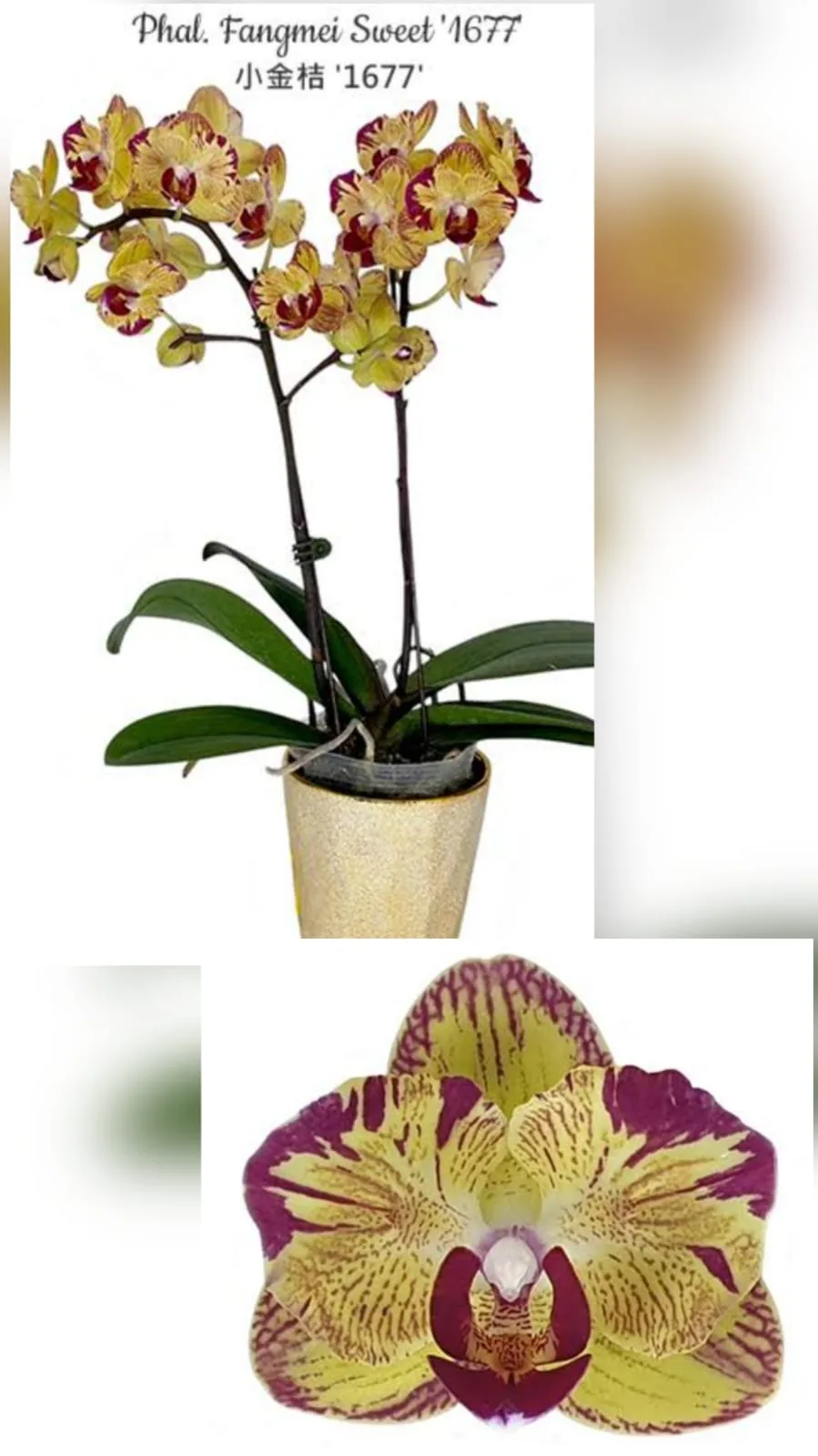 Phal. Fangmei Sweet '1677'
