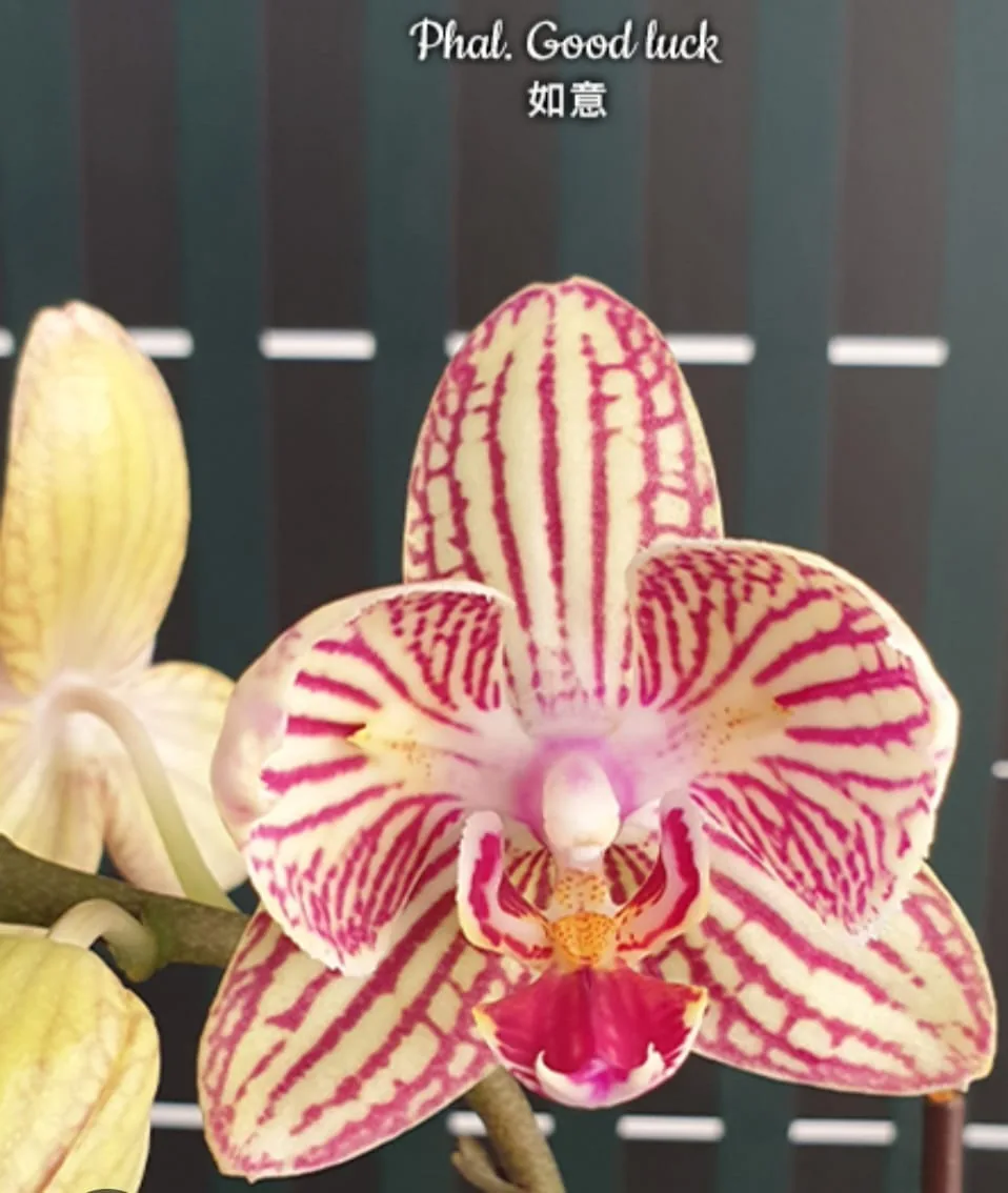 Phal. Good Luck