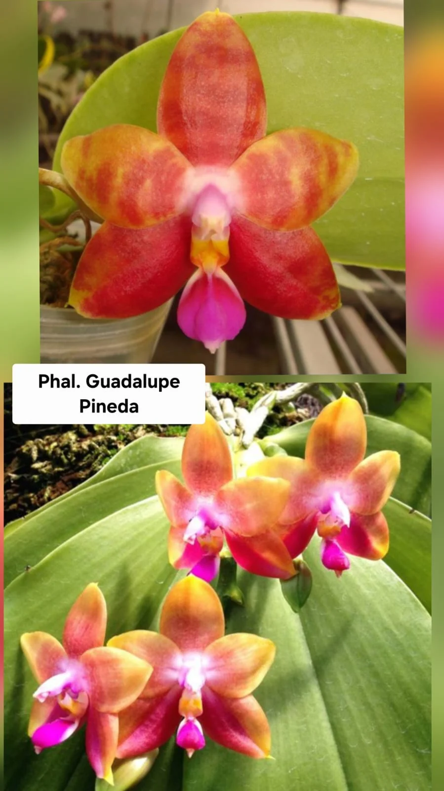 Phal. Guadalupe Pineda