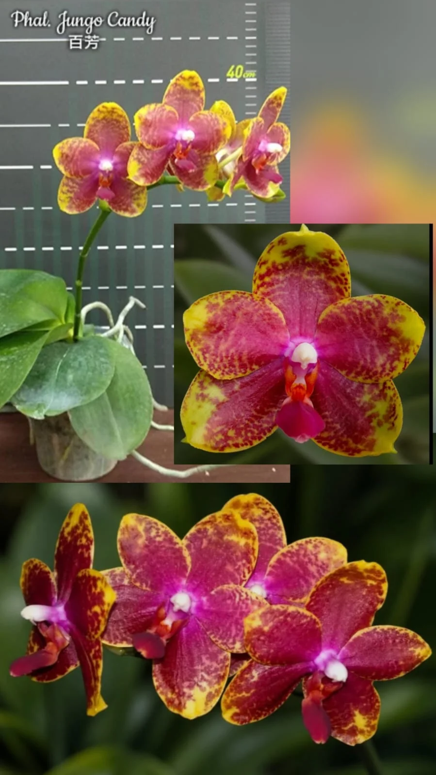 Phal. Jungo Candy