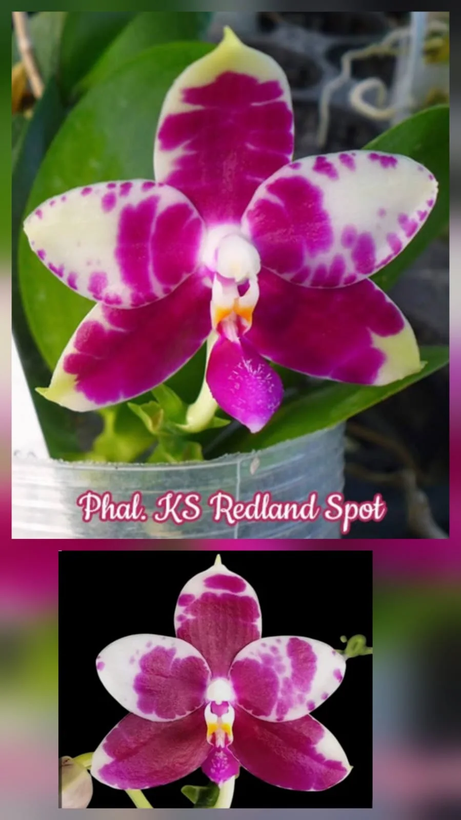 Phal. K'S Redland Spot