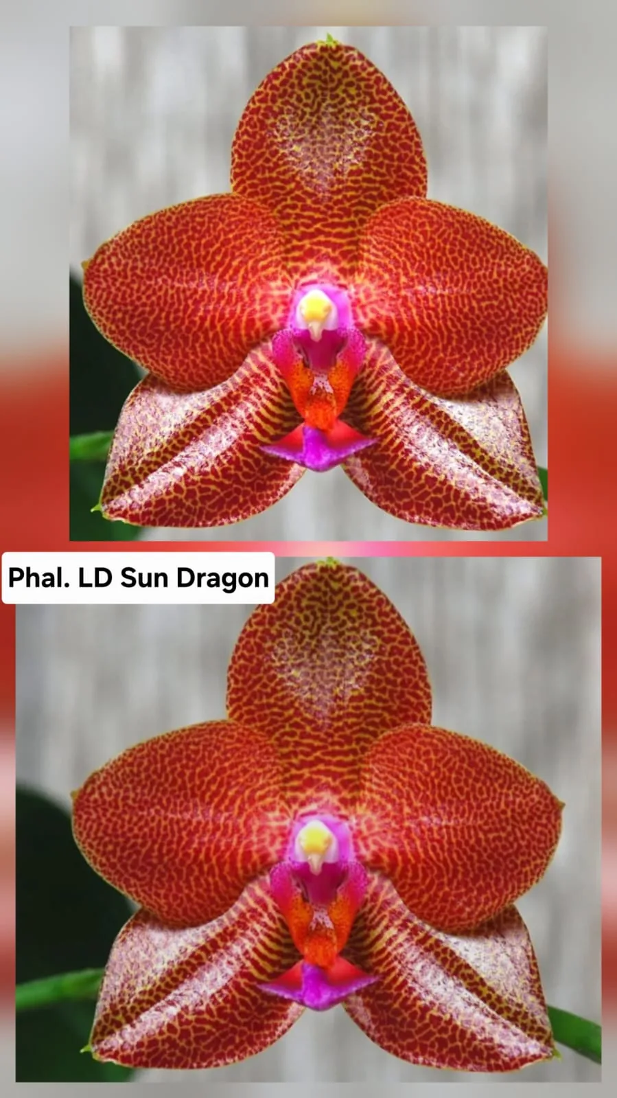 Phal. LD Sun Dragon