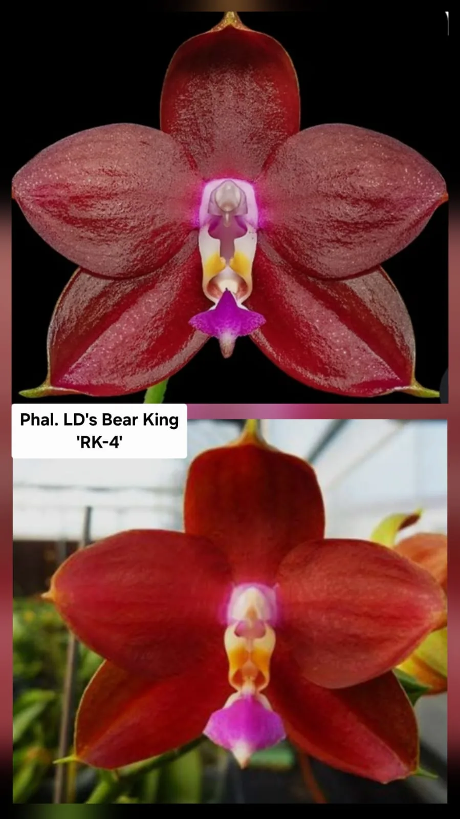 Phal. LD's Bear King 'RK-4'