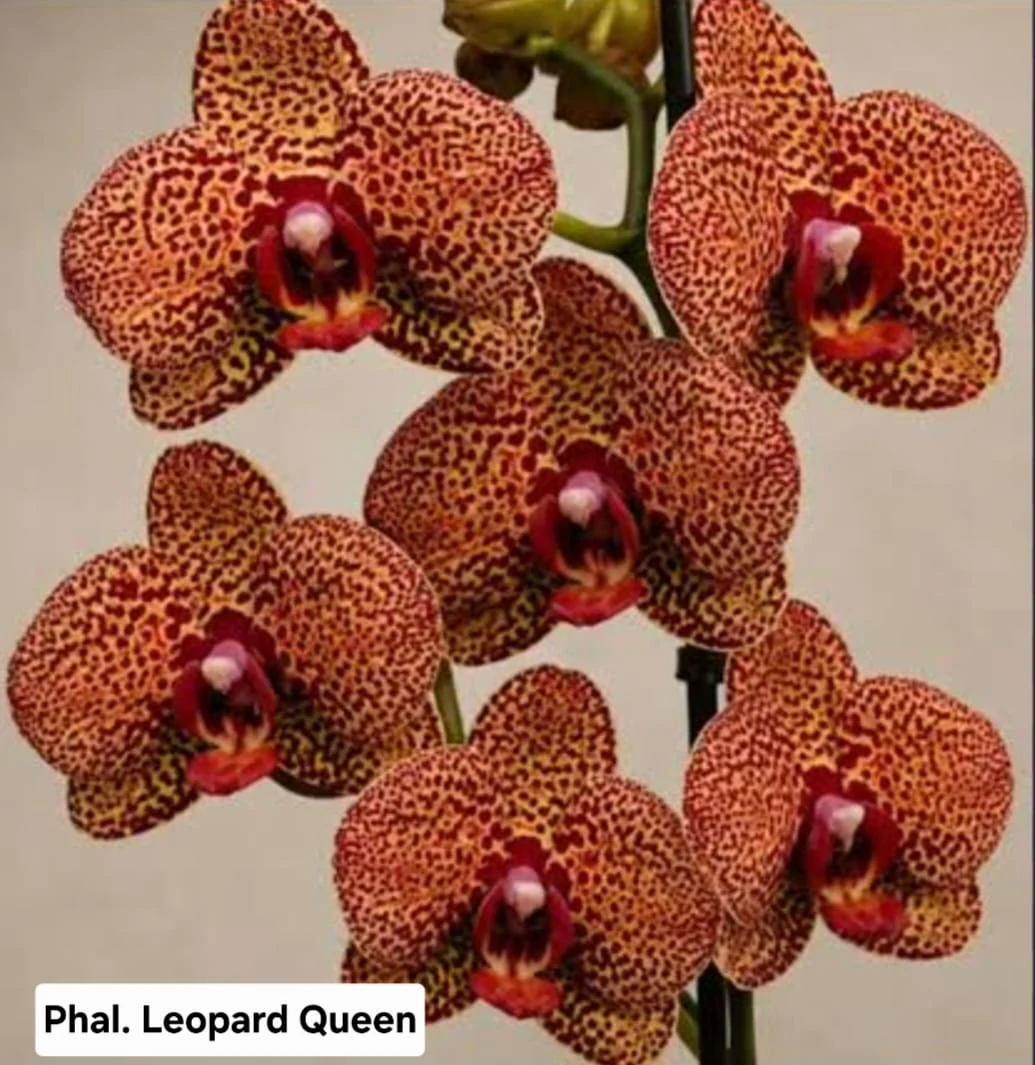 Phal. Leopard Queen