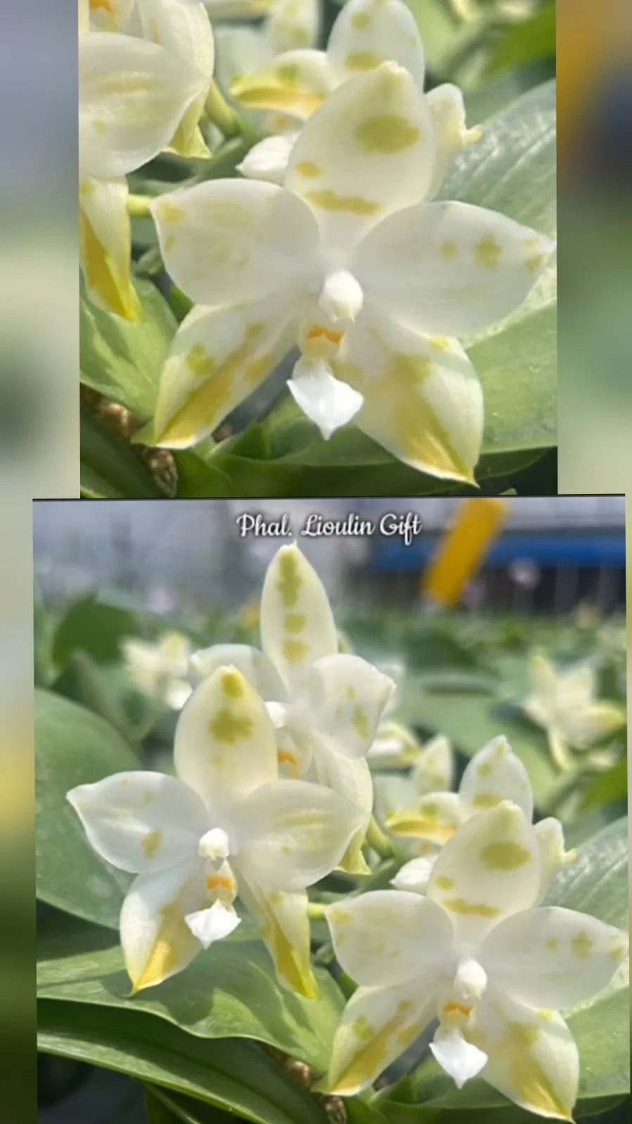 Phal. Lioulin Gift