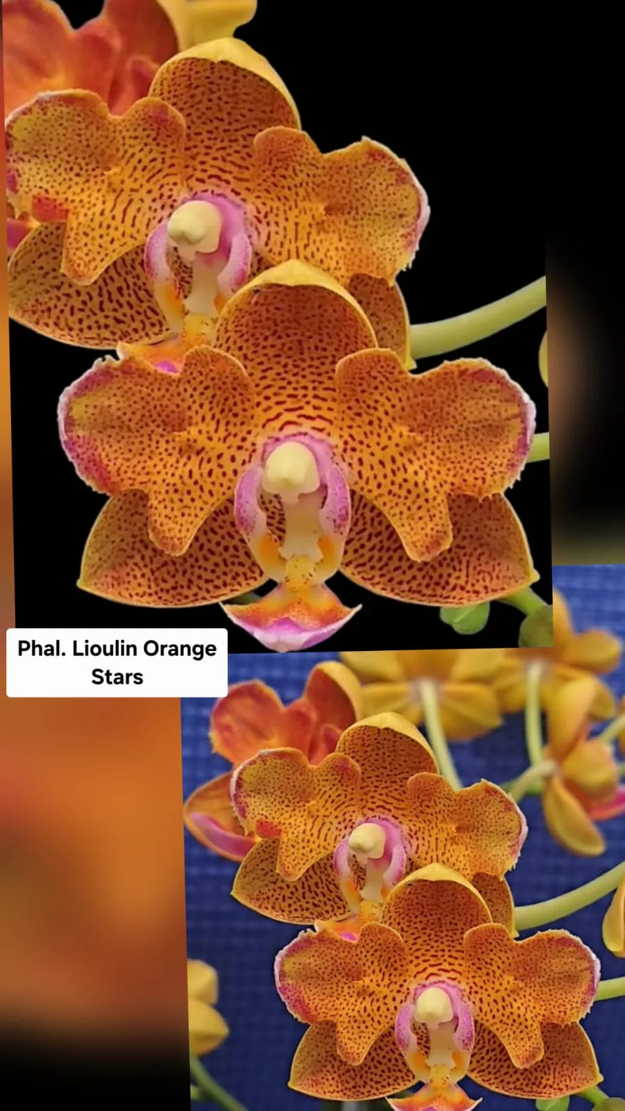 Phal. Lioulin Orange Stars