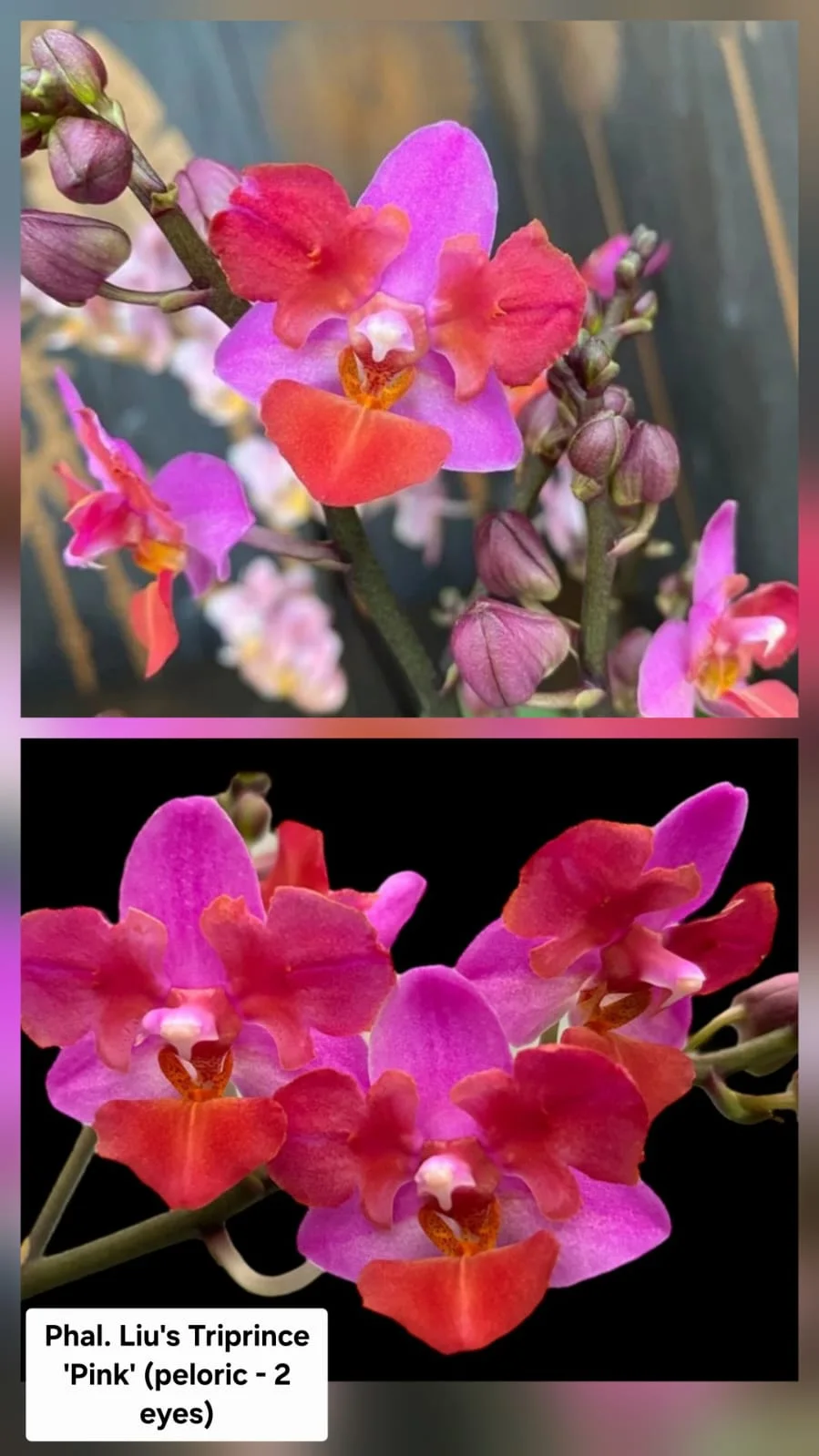 Phal. Liu's Triprince 'Pink' (Peloric - 2 Eyes)