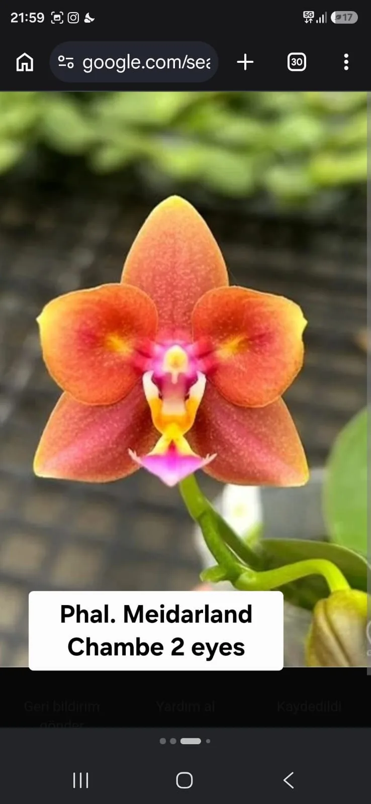 Phal. Meidarland Chambe – 2 Eyes