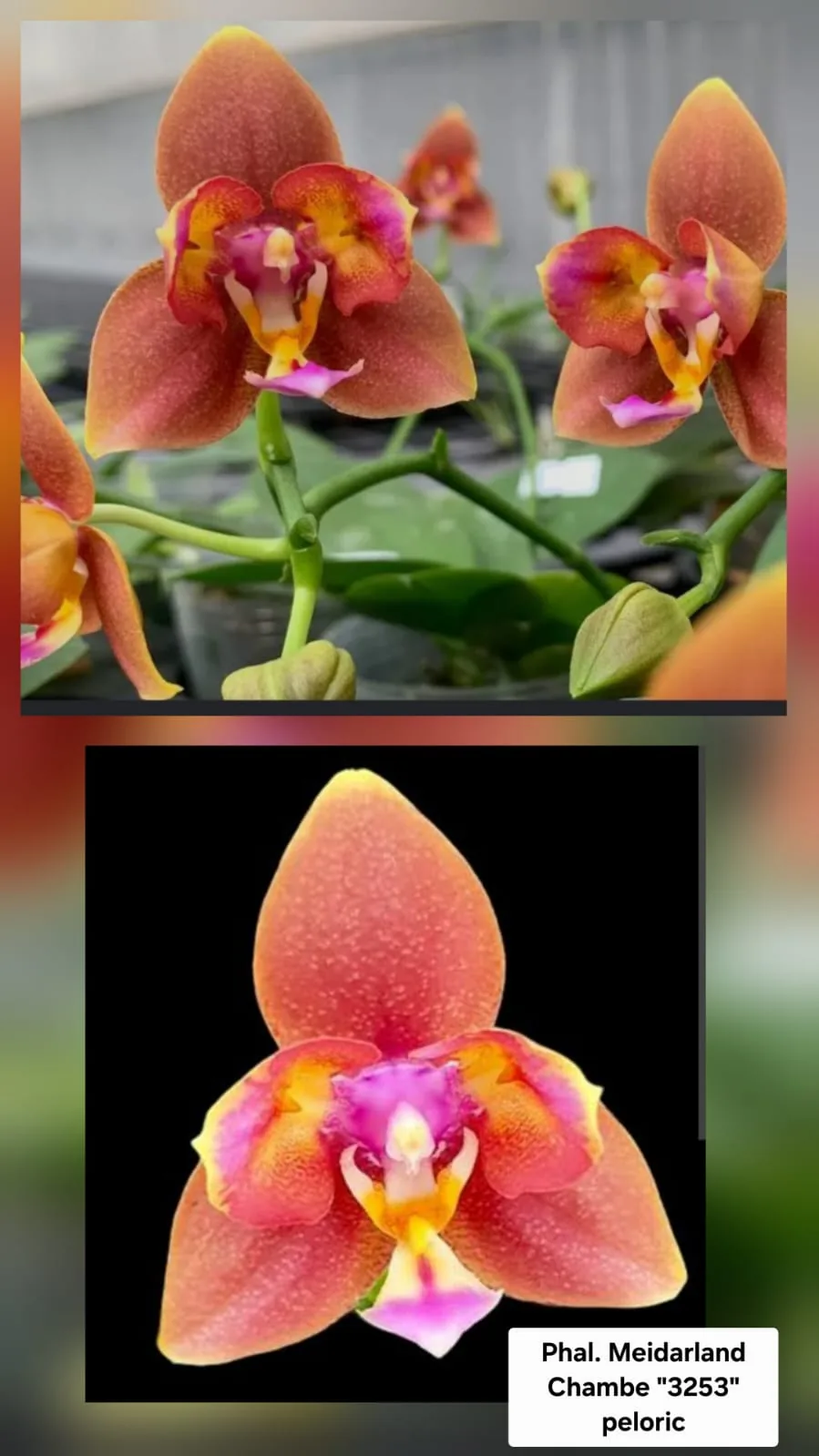 Phal. Meidarland Chambe '3253' Peloric