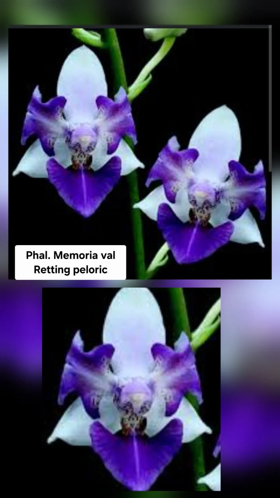 Phal. Memoria val Retting Peloric
