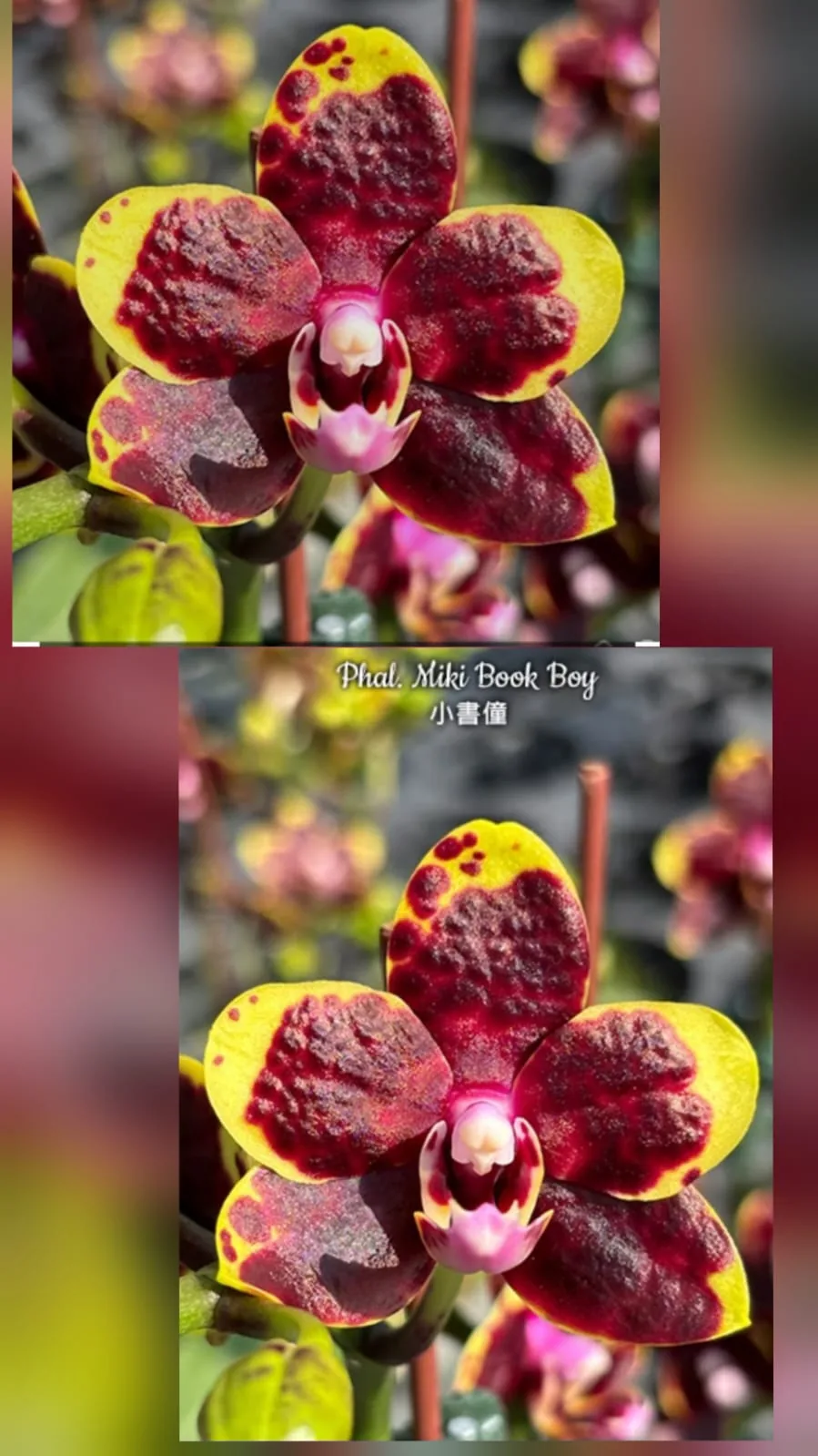 Phal. Miki Book Boy