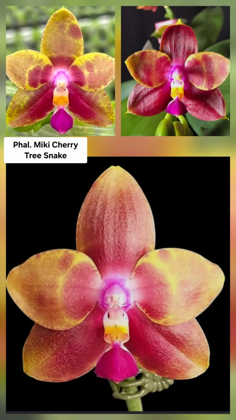 Phal. Miki Cherry Tree Snake