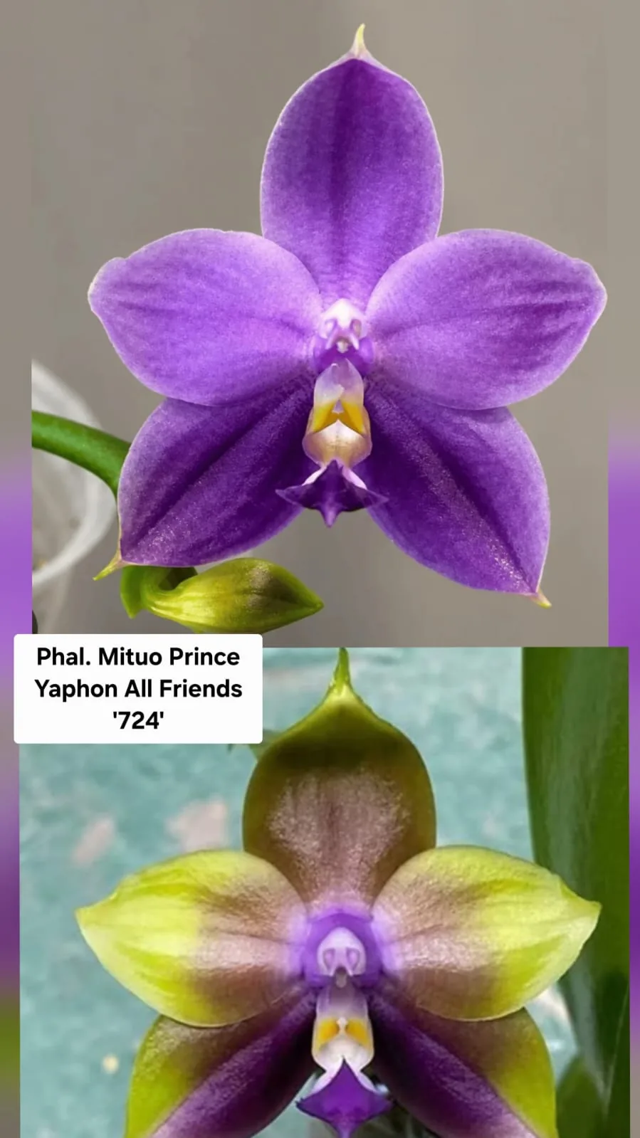Phal. Mituo Prince Yaphon All Friends '724'