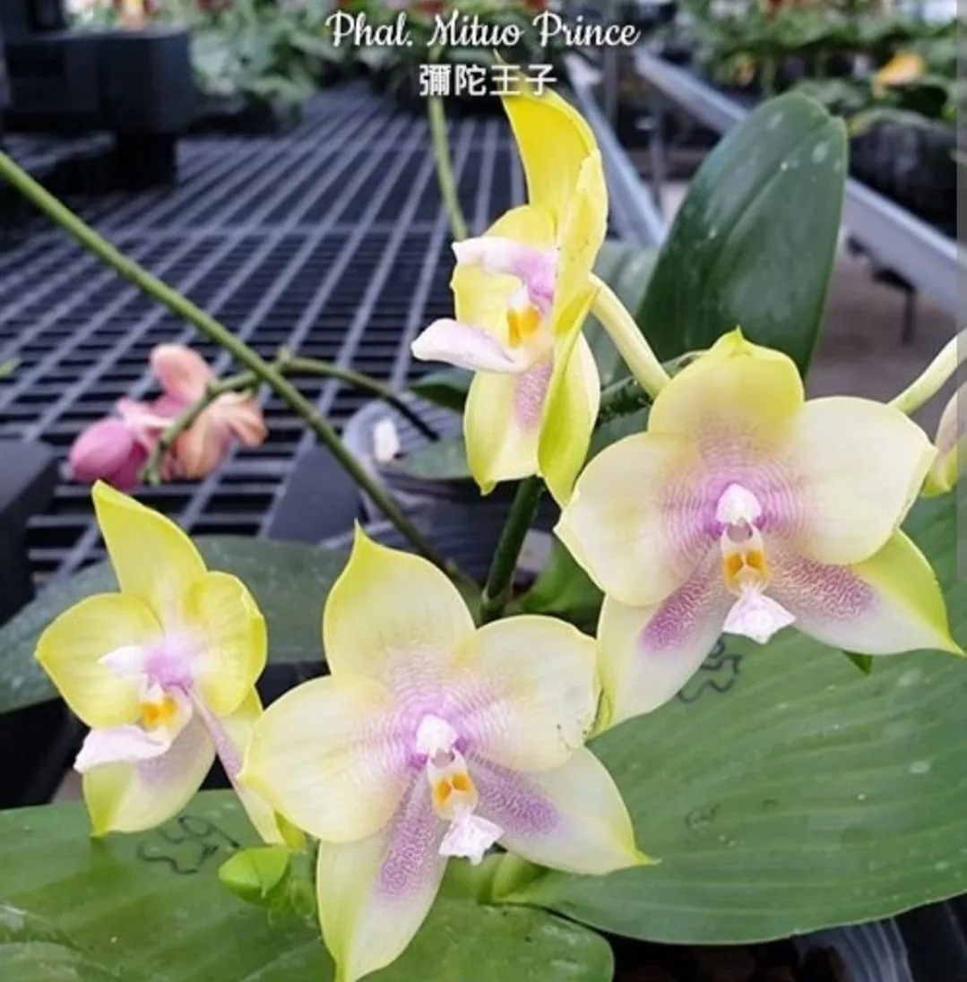 Phal. Mituo Prince