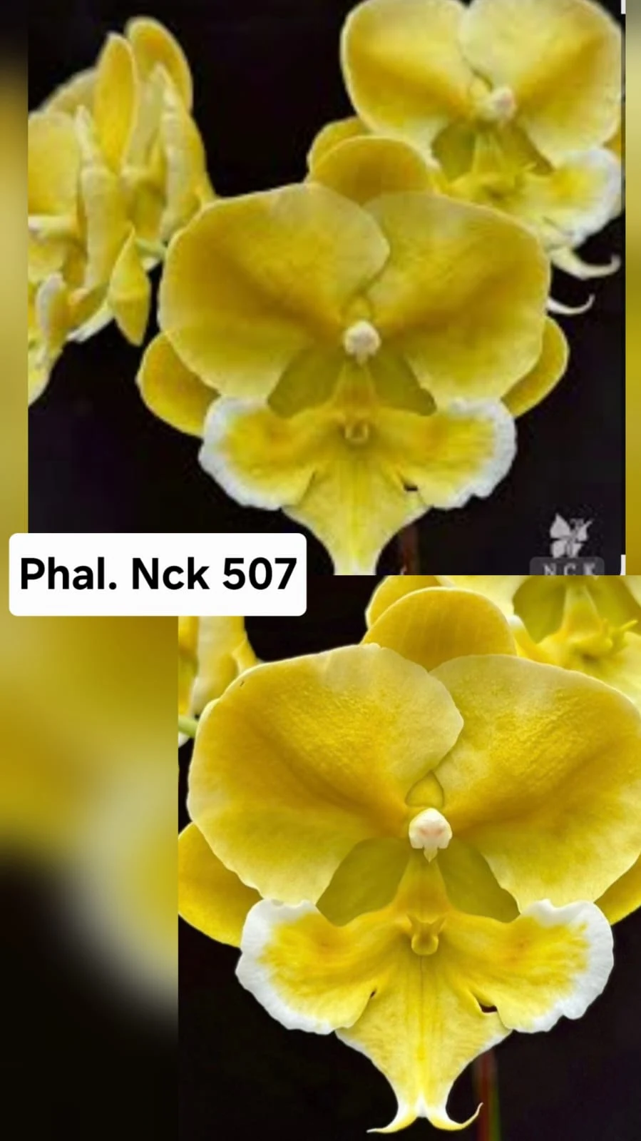 Phal. NCK 507
