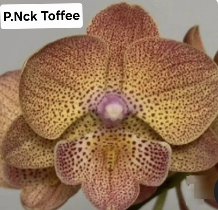 Phal. NCK Toffee