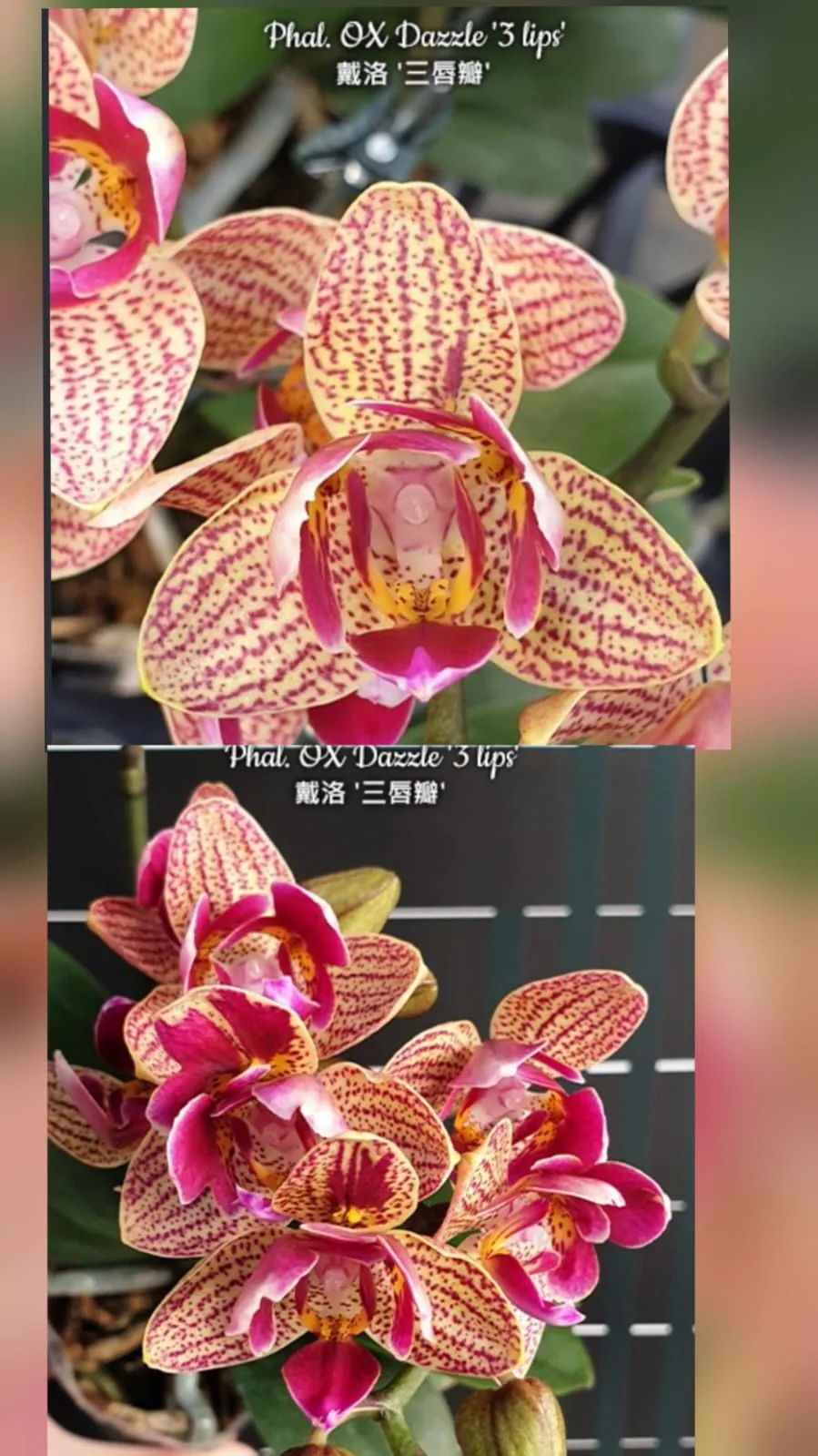 Phal. OX Dazzle '3 Lips'