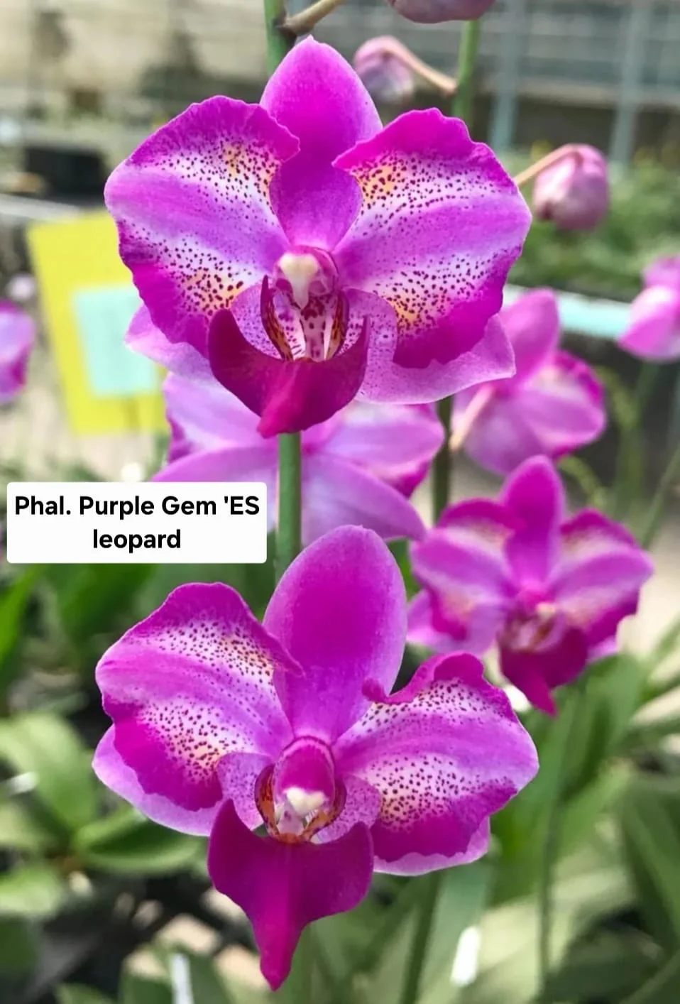 Phal. Purple Gem 'ES Leopard'