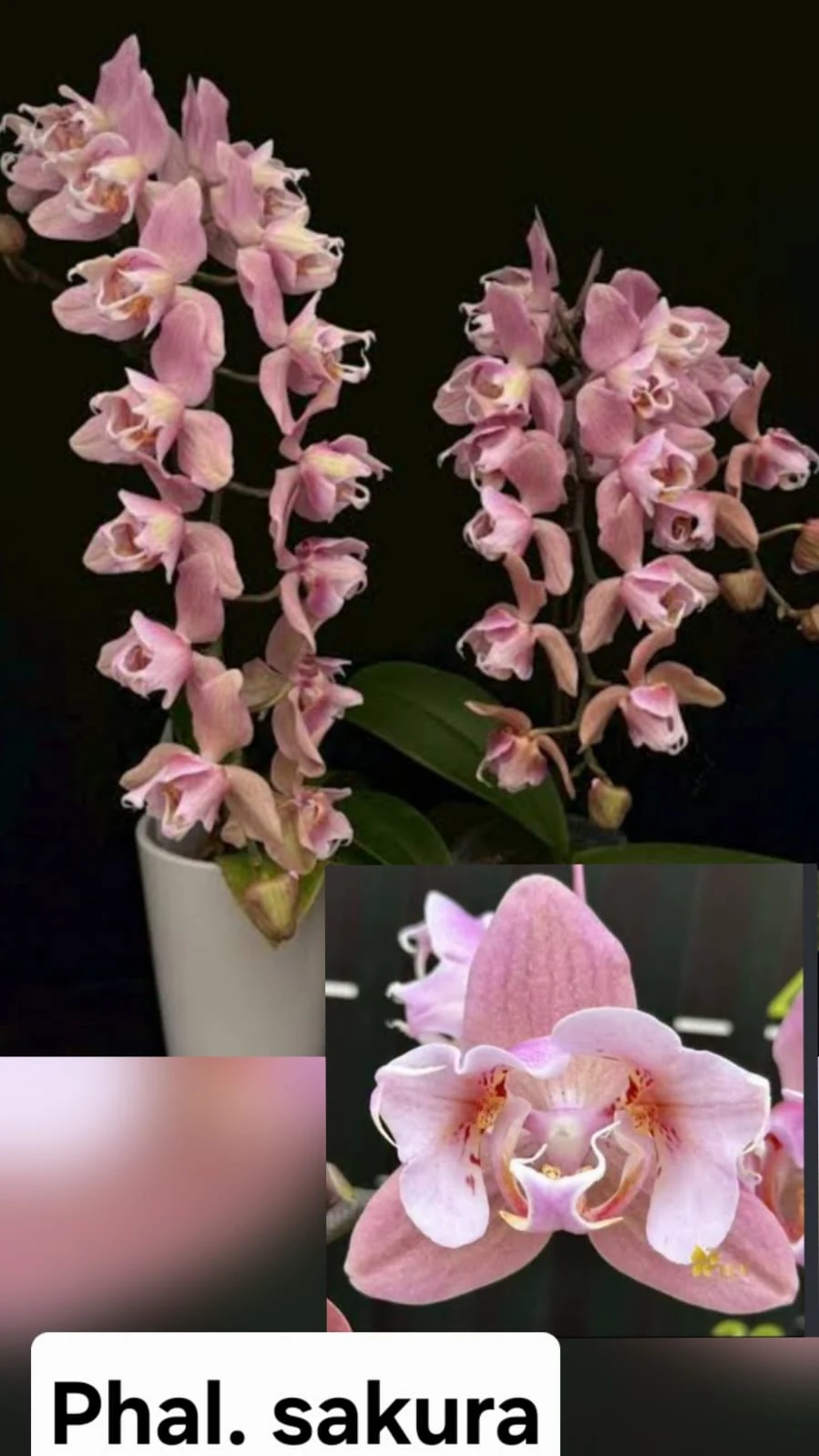 Phal. Sakura