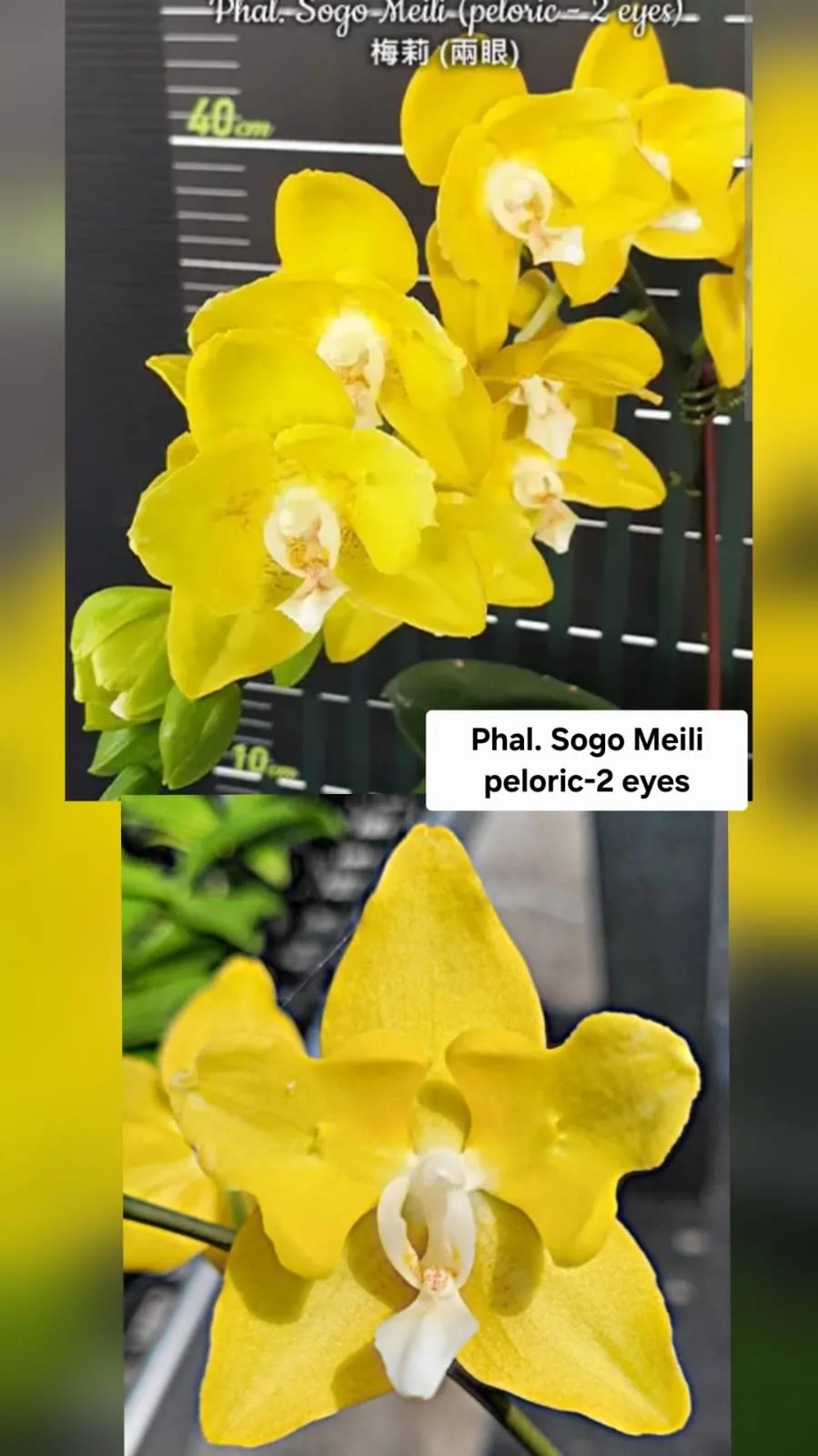 Phal. Sogo Meili Peloric – 2 Eyes