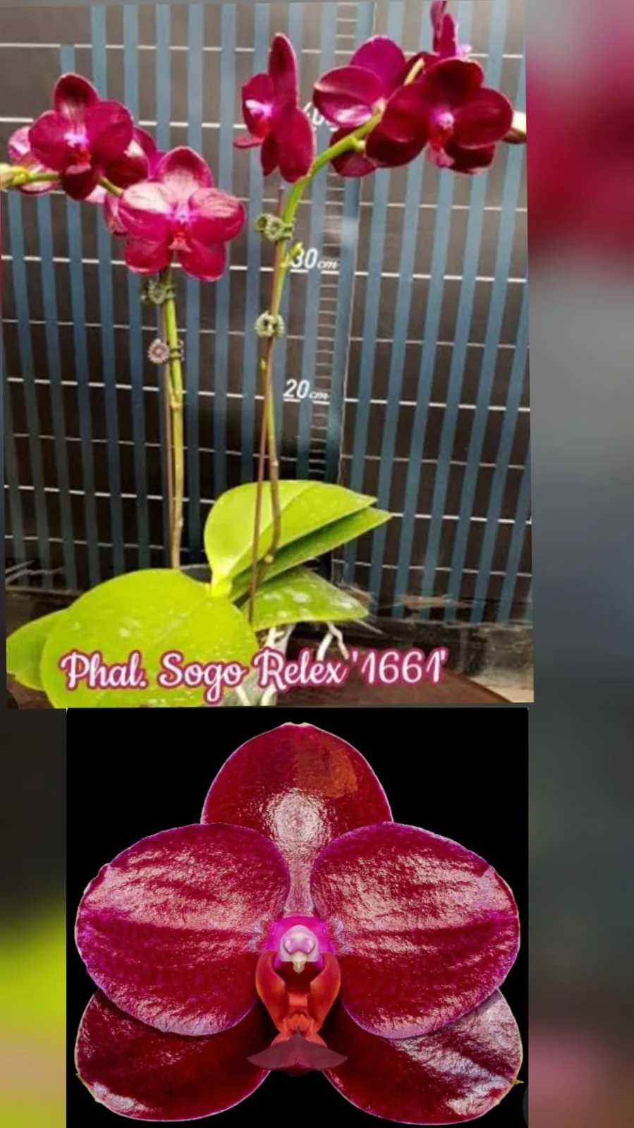 Phal. Sogo Relex '1661'