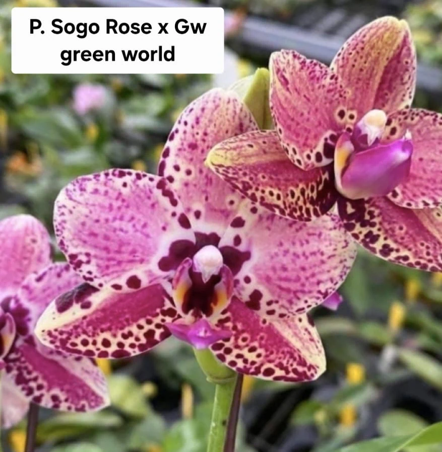 Phal. Sogo Rose × GW Green World