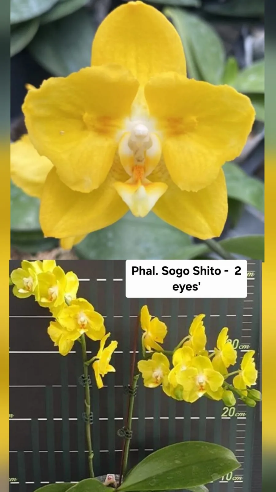 Phal. Sogo Shito – 2 Eyes