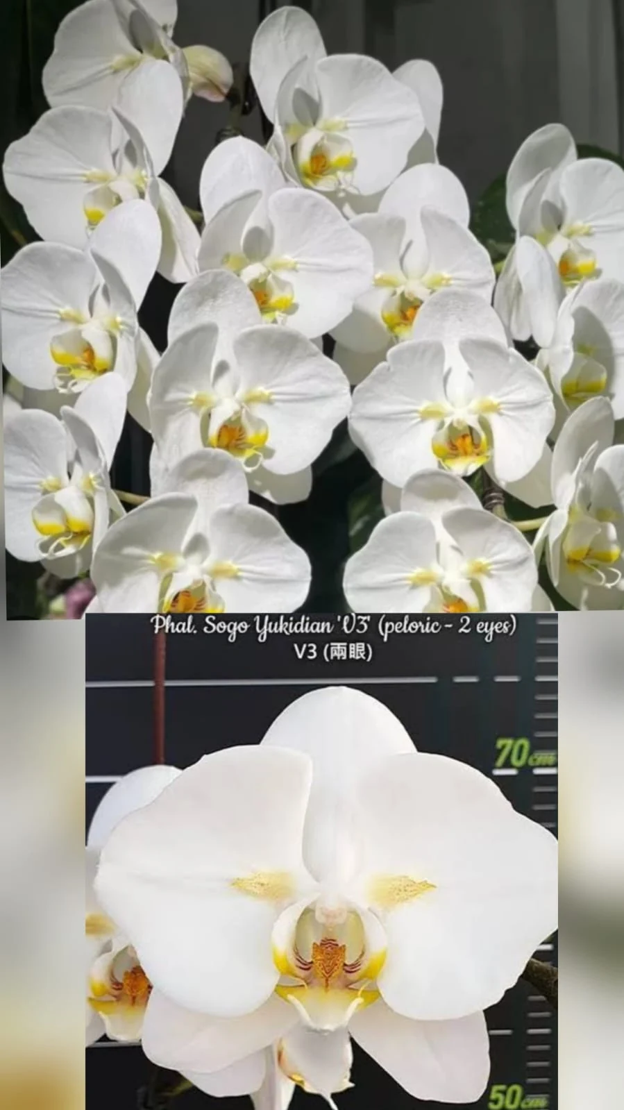 Phal. Sogo Yukidian '03' (Peloric - 2 Eyes) V3