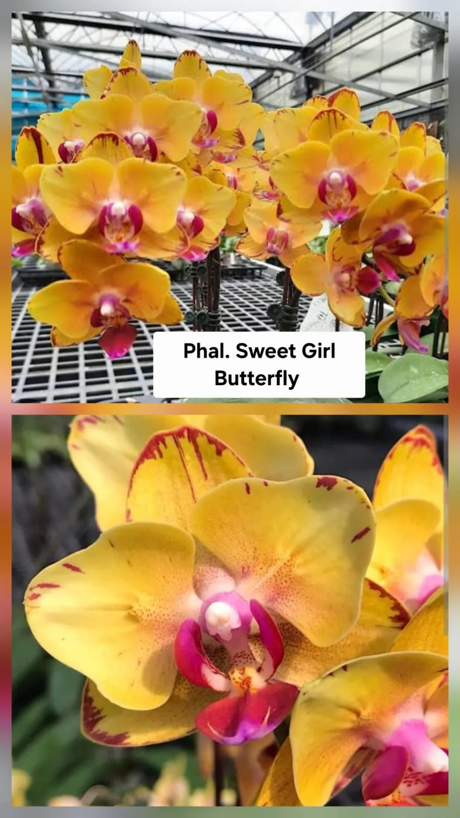 Phal. Sweet Girl Butterfly
