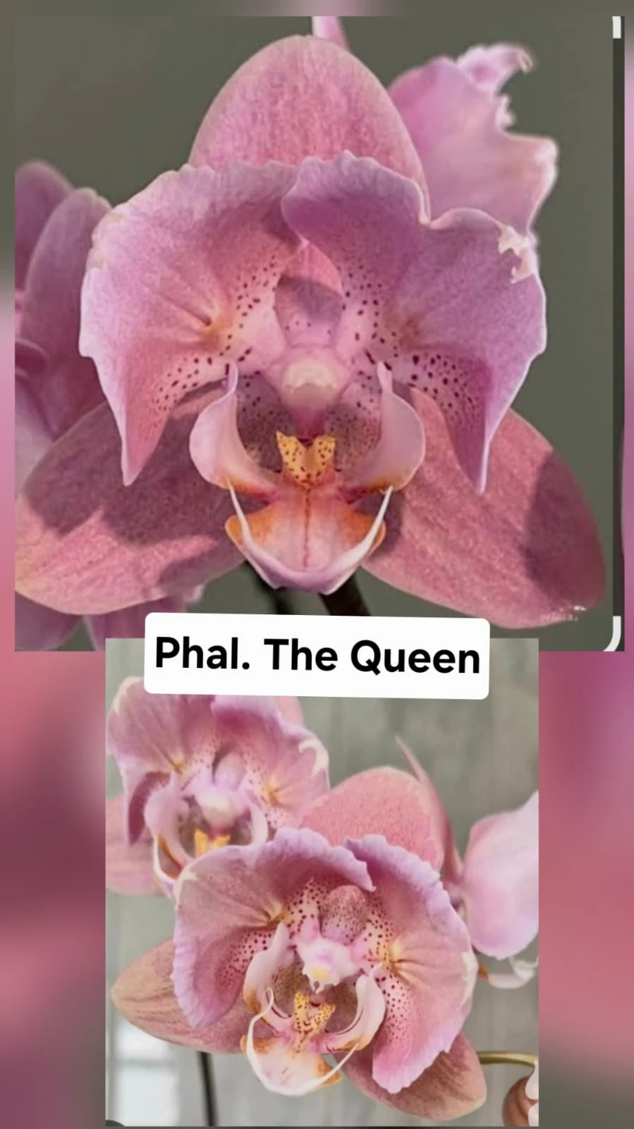 Phal. The Queen