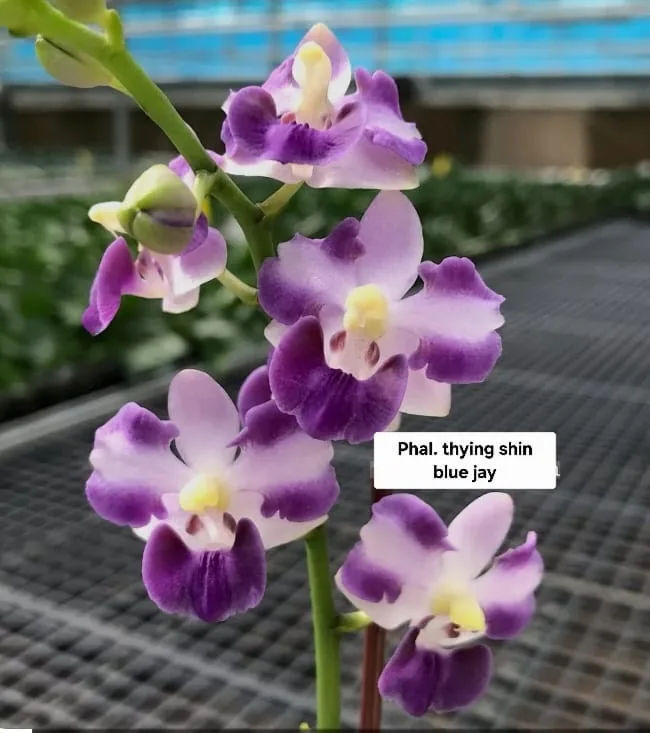 Phal. Thying Shin Blue Jay