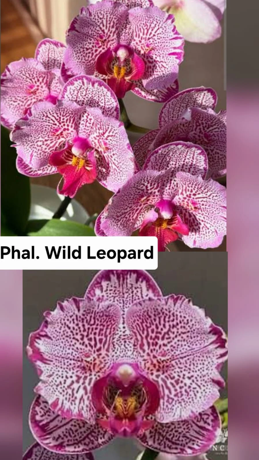 Phal. Wild Leopard