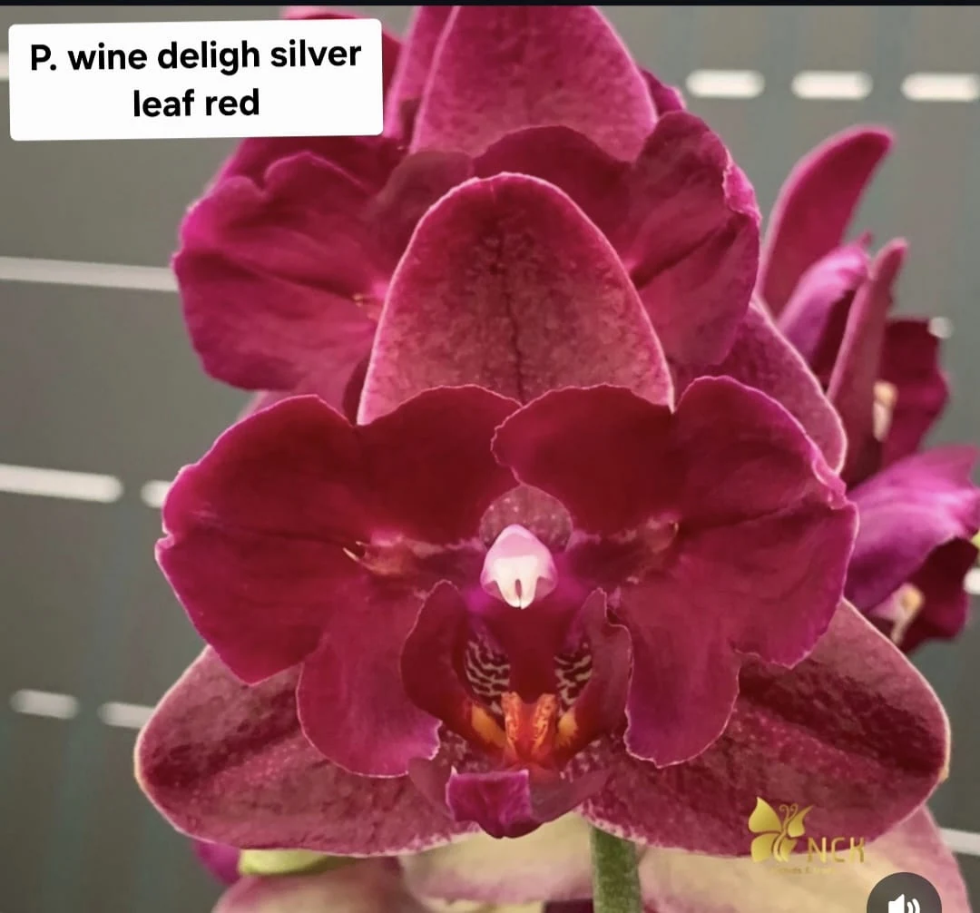 Phal. Wine Delight Silver Leaf Red