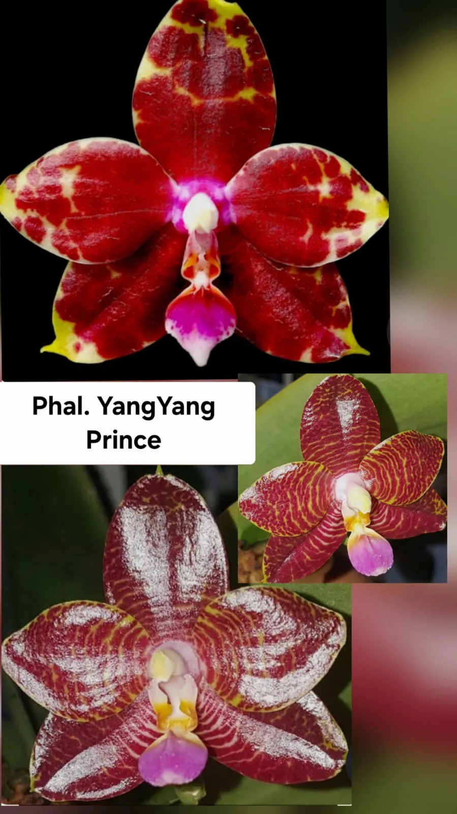 Phal. YangYang Prince
