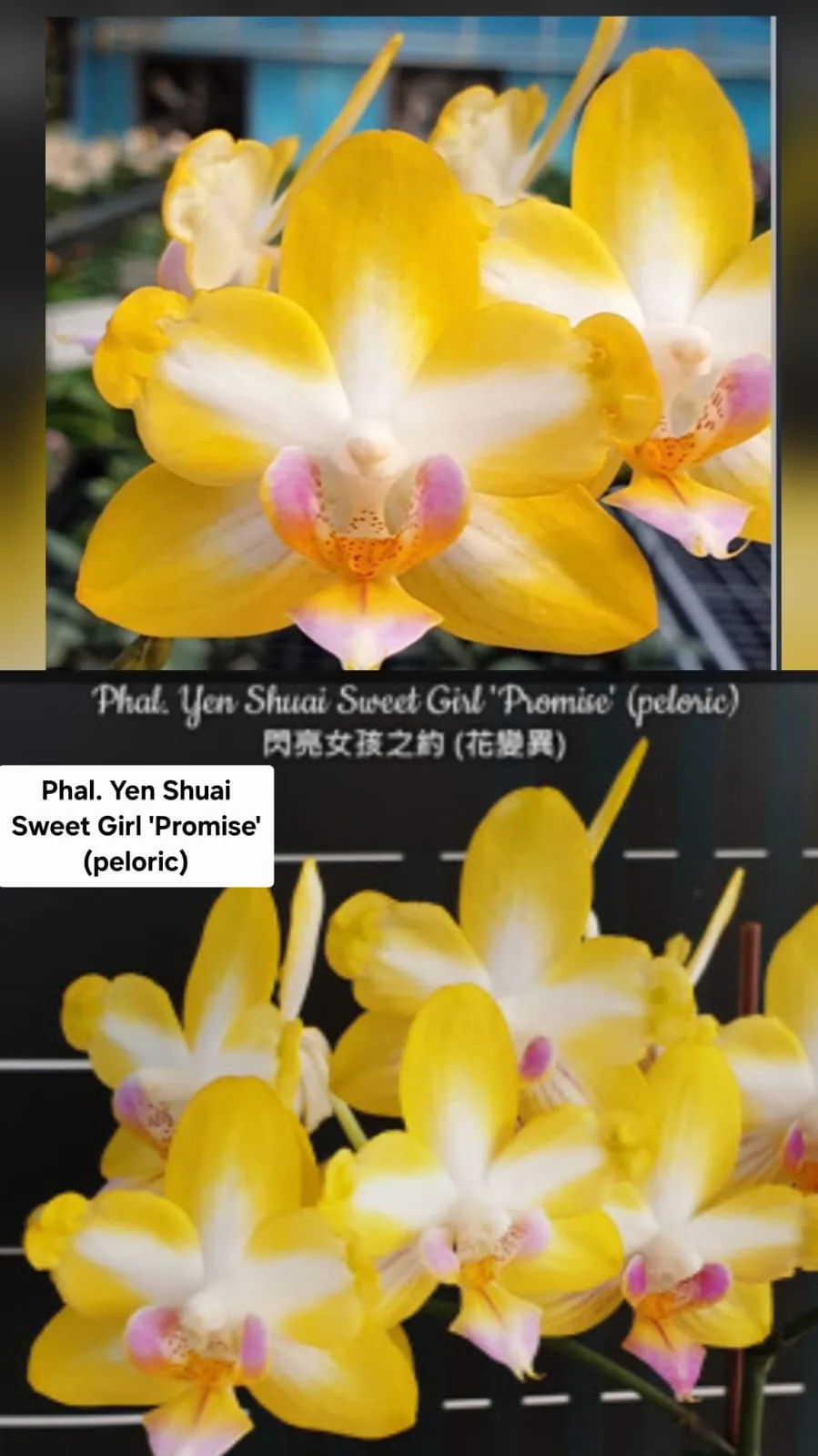 Phal. Yen Shuai Sweet Girl 'Promise' (Peloric)