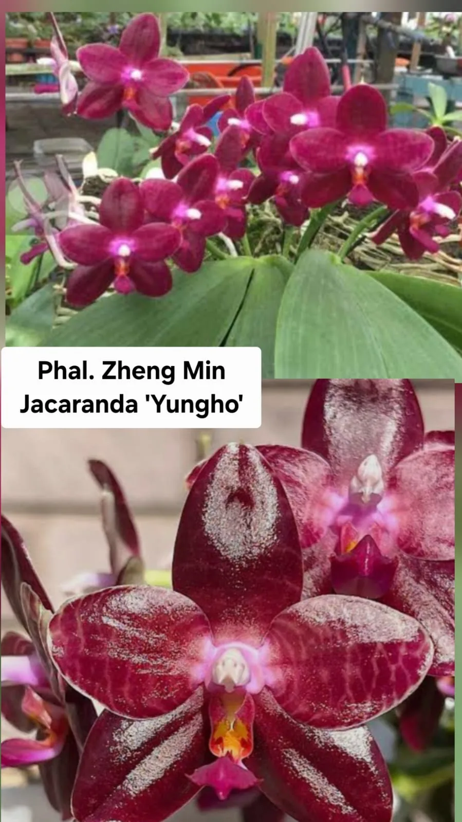 Phal. Zheng Min Jacaranda 'Yungho'