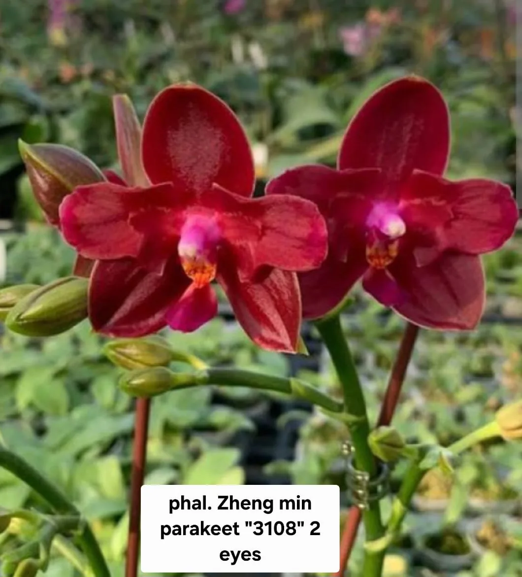 Phal. Zheng Min Parakeet '3108' – 2 Eyes