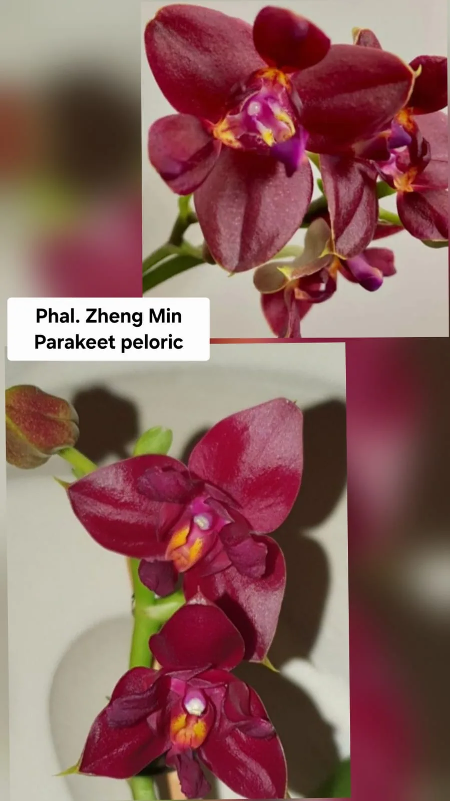 Phal. Zheng Min Parakeet Peloric