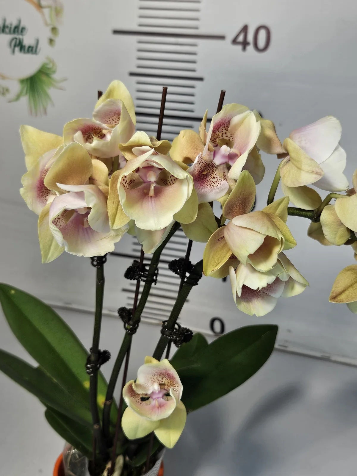 Şampanya Pembe Cup Form Phalaenopsis – Çok Dallı