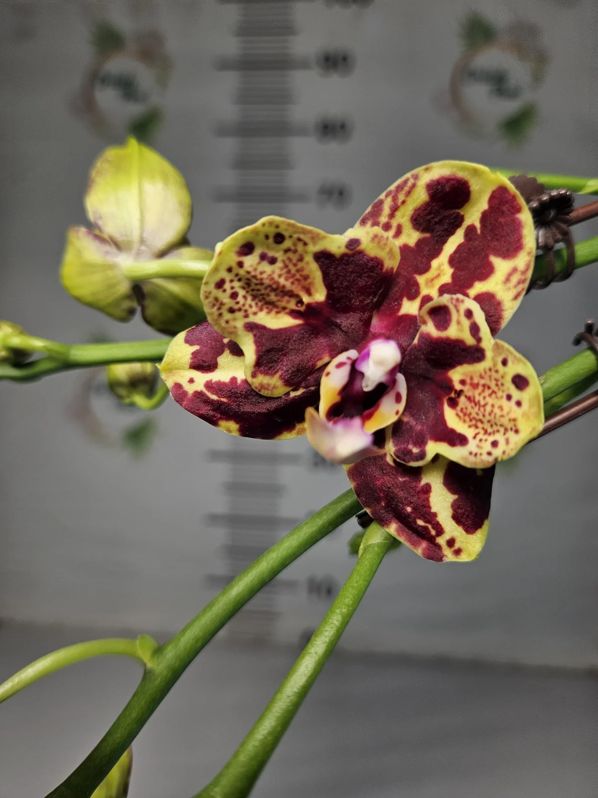 Sarı Bordo Leopard Phalaenopsis – Özel Seri