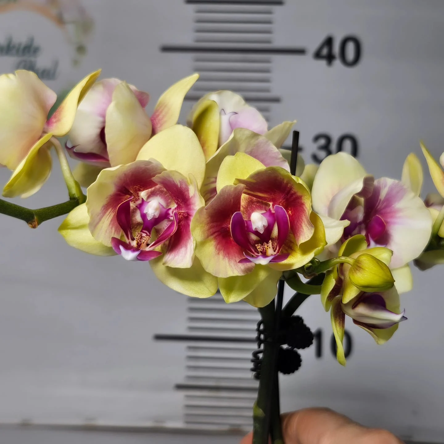 Sarı Bordo Merkezli Phalaenopsis – Özel Seri