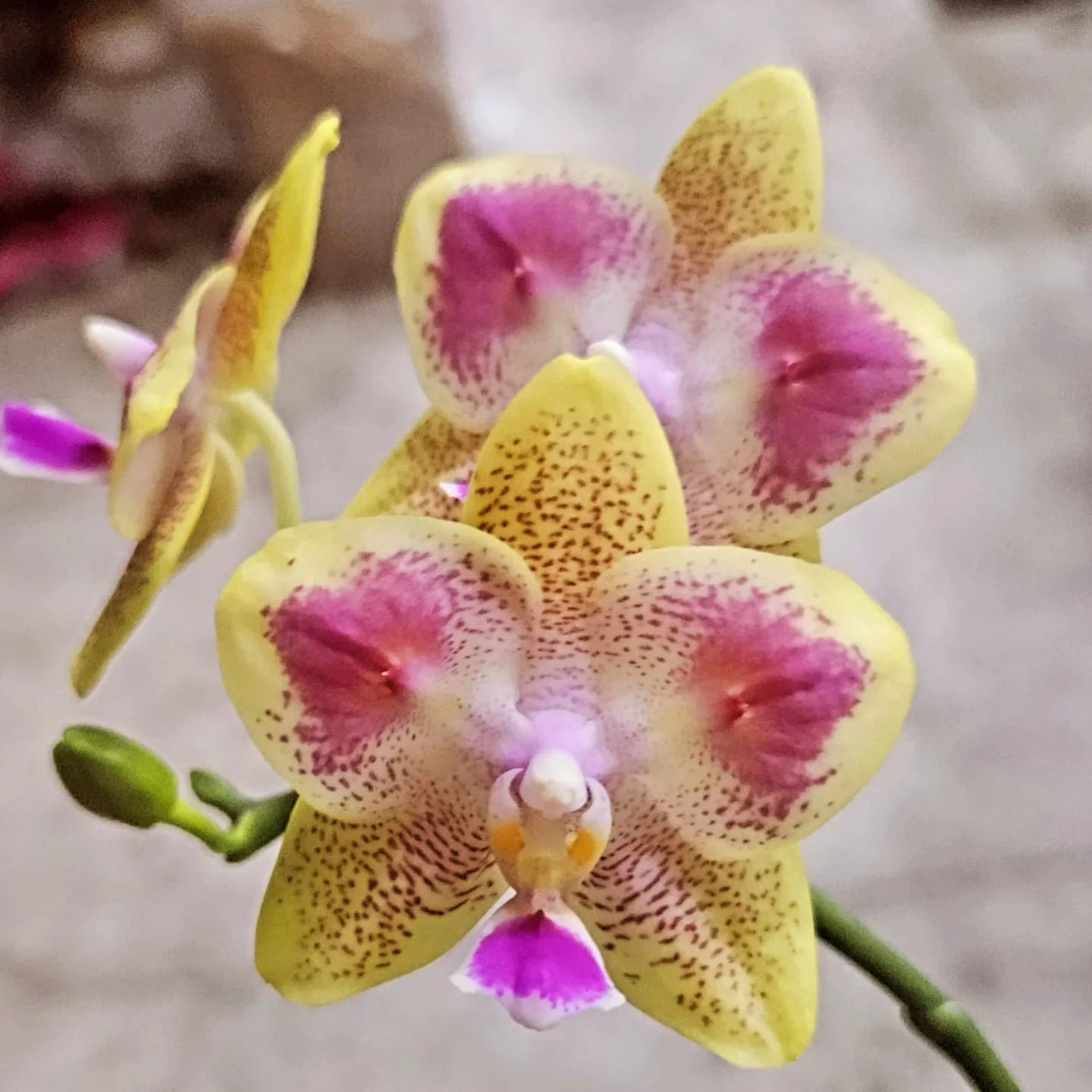 Sarı Pembe Kalp Desenli Phalaenopsis – Özel Seri